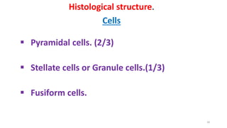 Histological structure.
Cells
 Pyramidal cells. (2/3)
 Stellate cells or Granule cells.(1/3)
 Fusiform cells.
18
 