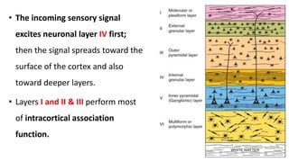 • The incoming sensory signal
excites neuronal layer IV first;
then the signal spreads toward the
surface of the cortex and also
toward deeper layers.
• Layers I and II & III perform most
of intracortical association
function.
20
 