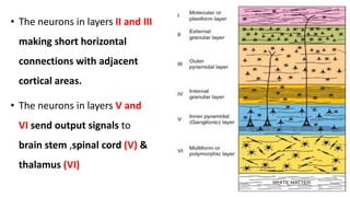 • The neurons in layers II and III
making short horizontal
connections with adjacent
cortical areas.
• The neurons in layers V and
VI send output signals to
brain stem ,spinal cord (V) &
thalamus (VI)
21
 