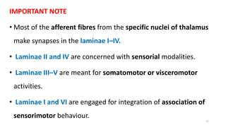 IMPORTANT NOTE
• Most of the afferent fibres from the specific nuclei of thalamus
make synapses in the laminae I–IV.
• Laminae II and IV are concerned with sensorial modalities.
• Laminae III–V are meant for somatomotor or visceromotor
activities.
• Laminae I and VI are engaged for integration of association of
sensorimotor behaviour.
22
 
