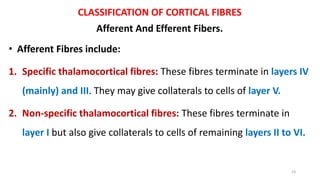 CLASSIFICATION OF CORTICAL FIBRES
Afferent And Efferent Fibers.
• Afferent Fibres include:
1. Specific thalamocortical fibres: These fibres terminate in layers IV
(mainly) and III. They may give collaterals to cells of layer V.
2. Non-specific thalamocortical fibres: These fibres terminate in
layer I but also give collaterals to cells of remaining layers II to VI.
23
 