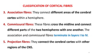 CLASSIFICATION OF CORTICAL FIBRES
3. Association fibres: They connect different areas of the cerebral
cortex within a hemisphere.
4. Commissural fibres: These fibres cross the midline and connect
different parts of the two hemispheres with one another. The
association and commissural fibres terminate in layers I to IV.
5. Projection fibres: They connect the cerebral cortex with other
regions of the CNS.
24
 