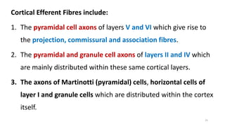 Cortical Efferent Fibres include:
1. The pyramidal cell axons of layers V and VI which give rise to
the projection, commissural and association fibres.
2. The pyramidal and granule cell axons of layers II and IV which
are mainly distributed within these same cortical layers.
3. The axons of Martinotti (pyramidal) cells, horizontal cells of
layer I and granule cells which are distributed within the cortex
itself.
25
 