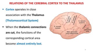 RELATIONS OF THE CEREBRAL CORTEX TO THE THALAMUS
 Cortex operates in close
association with the Thalamus
(Thalamocortical System)
 When the thalamic connections
are cut, the functions of the
corresponding cortical area
become almost entirely lost.
26
 