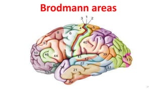 Brodmann areas
27
 