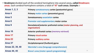 • Brodmann divided each of the cerebral hemisphere into several areas, called Brodmann
areas. Each cerebral hemisphere contains a total of '47' such areas. Example :-
Areas 1, 2, 3 Primary somatosensory cortex (postcentral gyrus)
Area 4 Primary motor cortex (precentral gyrus)
Area 5 Somatosensory association cortex
Area 6 Premotor and supplementary motor cortex
Area 9 Dorsolateral/anterior prefrontal cortex (motor planning, and
organization)
Area 10 Anterior prefrontal cortex (memory retrieval)
Area 17 Primary visual cortex
Area 22 Primary auditory cortex
Area 37 Occipitotemporal (fusiform) gyrus
Areas 22, 39, 40 Wernicke's area (language comprehension)
Areas 44, 45 Broca's area (motor speech programming) 28
 