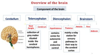 Overview of the brain
Component of the brain
Cerebellum Telencephalon Diencephalon Brainstem
Midbrain
Pons
Medulla
Thalamus
Hypothalamus
mainly a relay
station for
sensory
pathways in
their way to
the cerebral
cortex
contains
center for
autonomic
and
endocrine
control
Cerebrum
Basal
Ganglia
collection of
grey matter
situated
inside the
cerebral
hemispheres
3
 