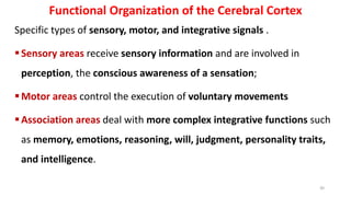 Functional Organization of the Cerebral Cortex
Specific types of sensory, motor, and integrative signals .
Sensory areas receive sensory information and are involved in
perception, the conscious awareness of a sensation;
Motor areas control the execution of voluntary movements
Association areas deal with more complex integrative functions such
as memory, emotions, reasoning, will, judgment, personality traits,
and intelligence.
30
 