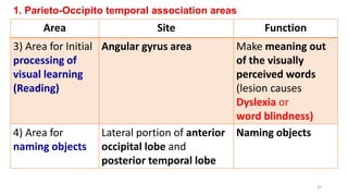 1. Parieto-Occipito temporal association areas
Area Site Function
3) Area for Initial
processing of
visual learning
(Reading)
Angular gyrus area Make meaning out
of the visually
perceived words
(lesion causes
Dyslexia or
word blindness)
4) Area for
naming objects
Lateral portion of anterior
occipital lobe and
posterior temporal lobe
Naming objects
35
 