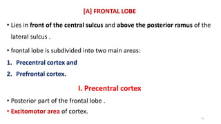 [A] FRONTAL LOBE
• Lies in front of the central sulcus and above the posterior ramus of the
lateral sulcus .
• frontal lobe is subdivided into two main areas:
1. Precentral cortex and
2. Prefrontal cortex.
I. Precentral cortex
• Posterior part of the frontal lobe .
• Excitomotor area of cortex.
41
 