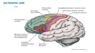 [A] FRONTAL LOBE
42
 
