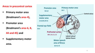 Areas in precentral cortex
 Primary motor area
(Brodmann’s area 4),
 Premotor area
(Brodmann’s area 6, 8,
44 and 45) and
 Supplementary motor
area.
43
 