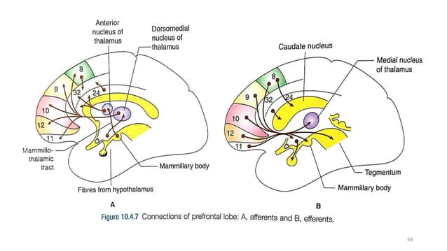 CEREBRAL CORTEX PHYSIOLOGY FUNCTIONS AND LESIONS-29 DEC.pptx