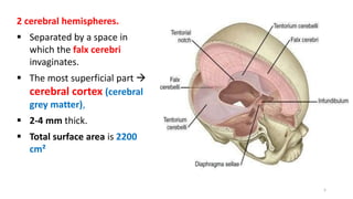 2 cerebral hemispheres.
 Separated by a space in
which the falx cerebri
invaginates.
 The most superficial part 
cerebral cortex (cerebral
grey matter),
 2-4 mm thick.
 Total surface area is 2200
cm²
5
 