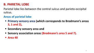B. PARIETAL LOBE
Parietal lobe lies between the central sulcus and parieto-occipital
sulcus.
Areas of parietal lobe
 Primary sensory area (which corresponds to Brodmann’s areas
3, 1 and 2),
 Secondary sensory area and
 Sensory association areas (Brodmann’s area 5 and 7).
 Area 40
54
 