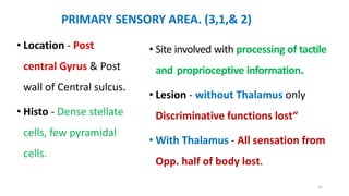 PRIMARY SENSORY AREA. (3,1,& 2)
• Location - Post
central Gyrus & Post
wall of Central sulcus.
• Histo - Dense stellate
cells, few pyramidal
cells.
• Site involved with processing of tactile
and proprioceptive information.
• Lesion - without Thalamus only
Discriminative functions lost“
• With Thalamus - All sensation from
Opp. half of body lost.
55
 