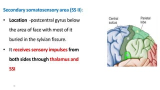 Secondary somatosensory area (SS II):
• Location -postcentral gyrus below
the area of face with most of it
buried in the sylvian fissure.
• It receives sensory impulses from
both sides through thalamus and
SSI
56
 