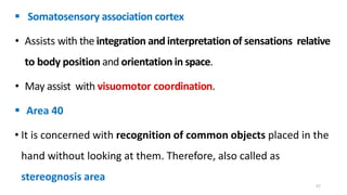  Somatosensory association cortex
• Assists with the integration and interpretation of sensations relative
to body position and orientation in space.
• May assist with visuomotor coordination.
 Area 40
• It is concerned with recognition of common objects placed in the
hand without looking at them. Therefore, also called as
stereognosis area
57
 