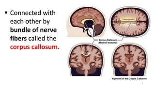 6
 Connected with
each other by
bundle of nerve
fibers called the
corpus callosum.
 