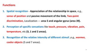 Functions
1. Spatial recognition - Appreciation of the relationship in space, e.g.,
sense of position and passive movement of the limb, Two-point
discrimination, Localization --- area 5 and angular gyrus (area 39).
2. Perception of specific sensations like touch, pressure, vibration, pain,
temperature, etc (3, 1 and 2 areas).
3. Recognition of the relative intensity of different stimuli ,e.g., warmer,
cooler objects (5 and 7 areas).
60
 