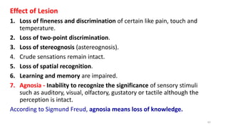 Effect of Lesion
1. Loss of fineness and discrimination of certain like pain, touch and
temperature.
2. Loss of two-point discrimination.
3. Loss of stereognosis (astereognosis).
4. Crude sensations remain intact.
5. Loss of spatial recognition.
6. Learning and memory are impaired.
7. Agnosia - Inability to recognize the significance of sensory stimuli
such as auditory, visual, olfactory, gustatory or tactile although the
perception is intact.
According to Sigmund Freud, agnosia means loss of knowledge.
62
 