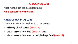 C. OCCIPITAL LOBE
• Behind the parieto-occipital sulcus
• It is concerned with vision.
AREAS OF OCCIPITAL LOBE
It contains visual cortex having three areas :
• Primary visual cortex (area 17),
• Visual association area (area 18) and
• Visual association area or occipital eye field (area 19).
66
 