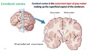 Cerebral cortex Cerebral cortex is the outermost layer of gray matter
making up the superficial aspect of the cerebrum.
7
 