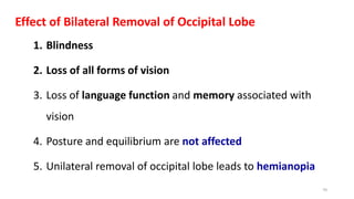 Effect of Bilateral Removal of Occipital Lobe
1. Blindness
2. Loss of all forms of vision
3. Loss of language function and memory associated with
vision
4. Posture and equilibrium are not affected
5. Unilateral removal of occipital lobe leads to hemianopia
70
 