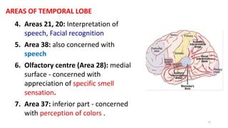 AREAS OF TEMPORAL LOBE
4. Areas 21, 20: Interpretation of
speech, Facial recognition
5. Area 38: also concerned with
speech
6. Olfactory centre (Area 28): medial
surface - concerned with
appreciation of specific smell
sensation.
7. Area 37: inferior part - concerned
with perception of colors .
73
 