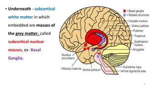 • Underneath - subcortical
white matter in which
embedded are masses of
the grey matter, called
subcortical nuclear
masses, ex- Basal
Ganglia.
8
 