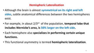 Hemispheric Lateralization
• Although the brain is almost symmetrical on its right and left
sides, subtle anatomical differences between the two hemispheres
exist.
• For example, in about 2/3rd of the population, temporal lobe that
includes Wernicke’s area, is 50% larger on the left side.
• Each hemisphere also specializes in performing certain unique
functions.
• This functional asymmetry is termed hemispheric lateralization.
80
 