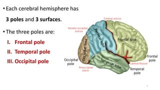 •Each cerebral hemisphere has
3 poles and 3 surfaces.
•The three poles are:
I. Frontal pole
II. Temporal pole
III. Occipital pole
9
 