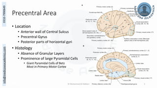 Pyramidal Prominence Cerebral Cortex - Functional Areas.pdf
