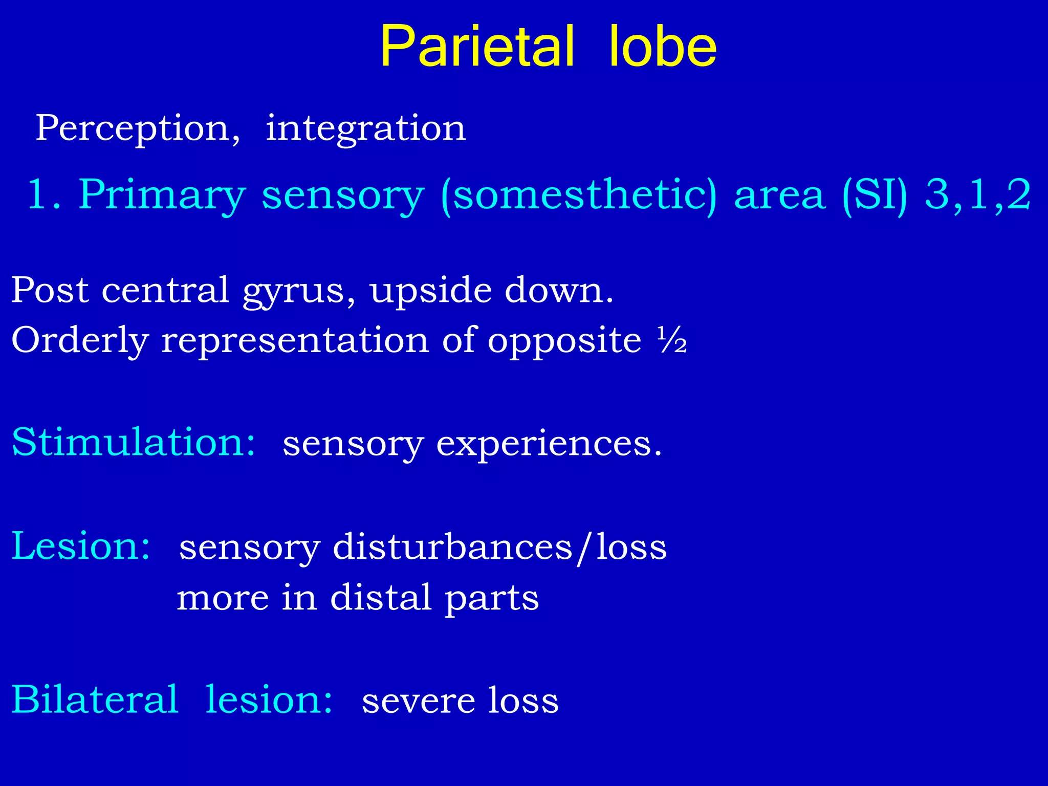 Parietal lobe
Perception, integration
1. Primary sensory (somesthetic) area (SI) 3,1,2
Post central gyrus, upside down.
Orderly representation of opposite ½
Stimulation: sensory experiences.
Lesion: sensory disturbances/loss
more in distal parts
Bilateral lesion: severe loss
 