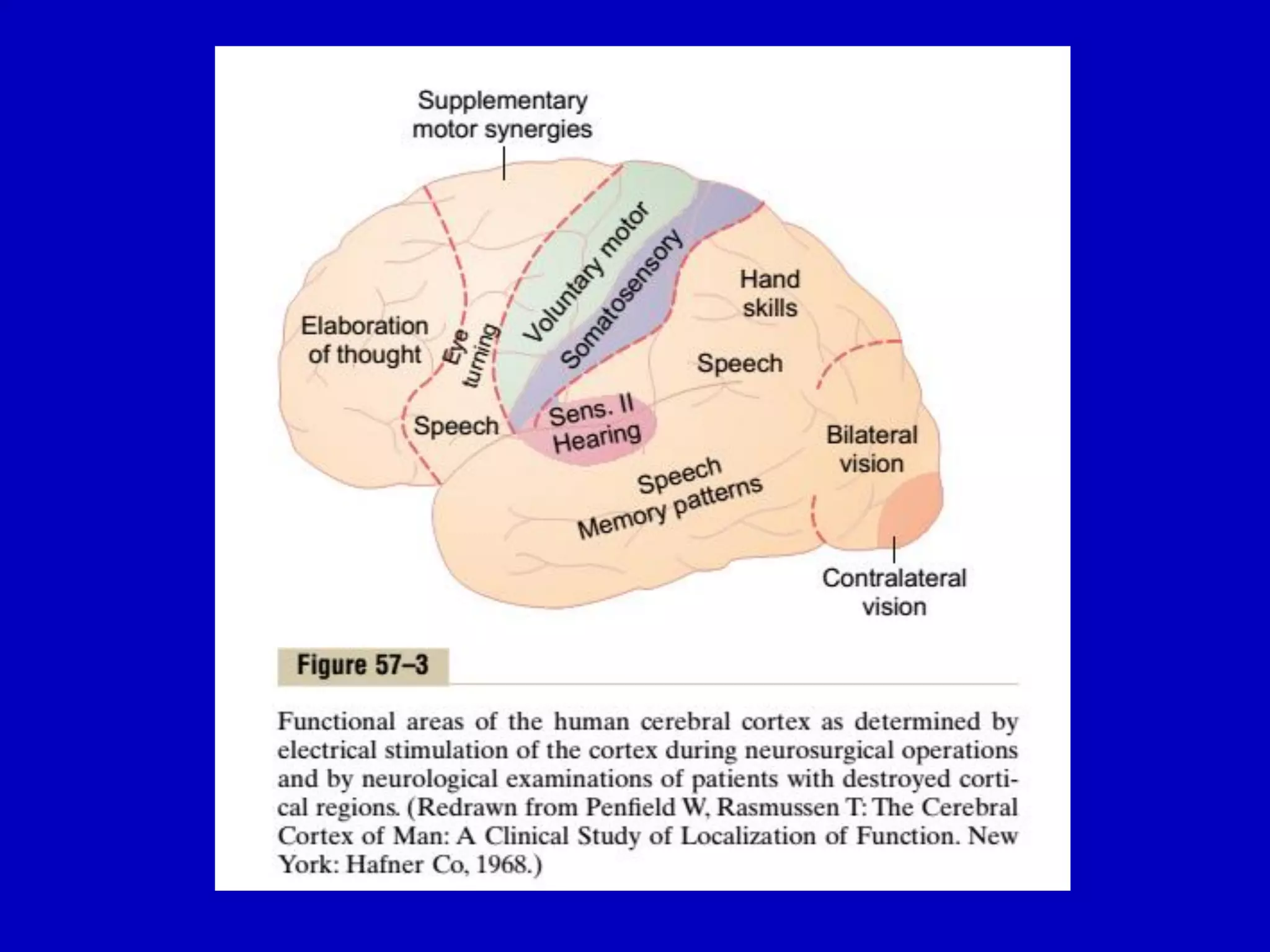 Cerebral cortex 18 april 2016pdf