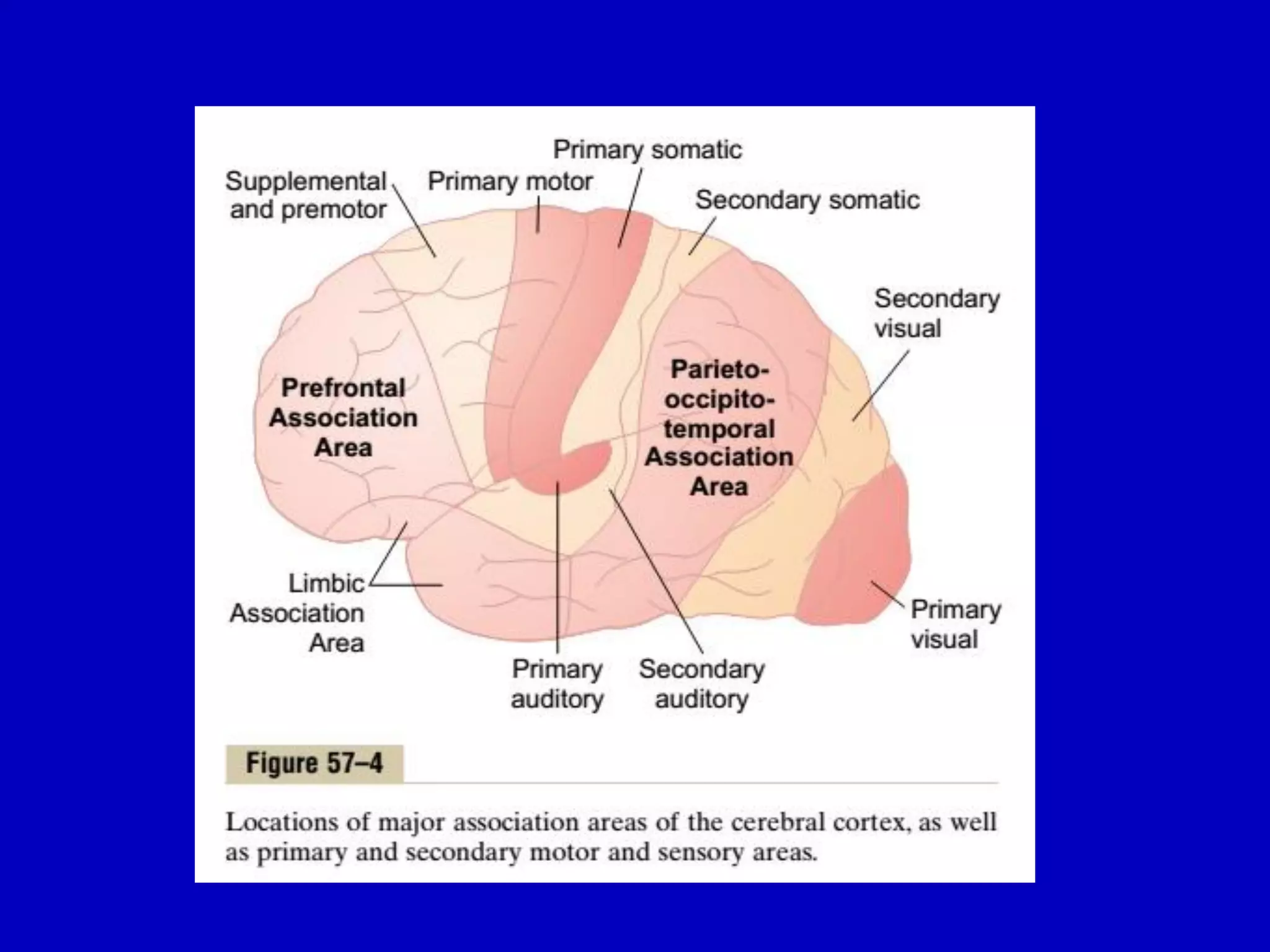 Cerebral cortex 18 april 2016pdf