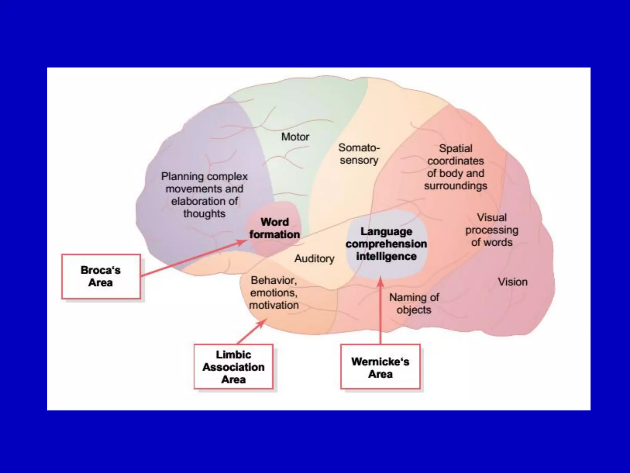 Cerebral cortex 18 april 2016pdf