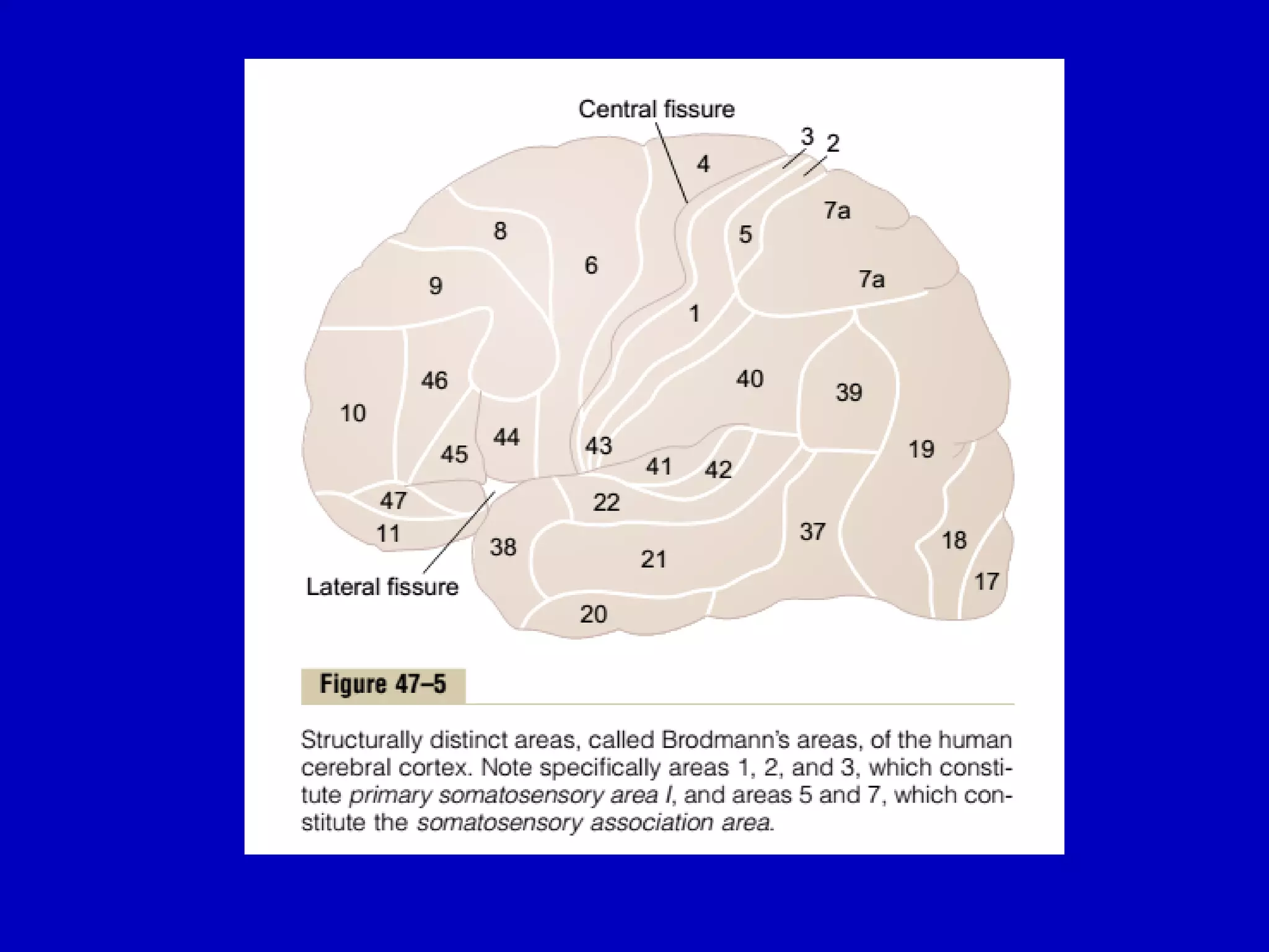 Cerebral cortex 18 april 2016pdf