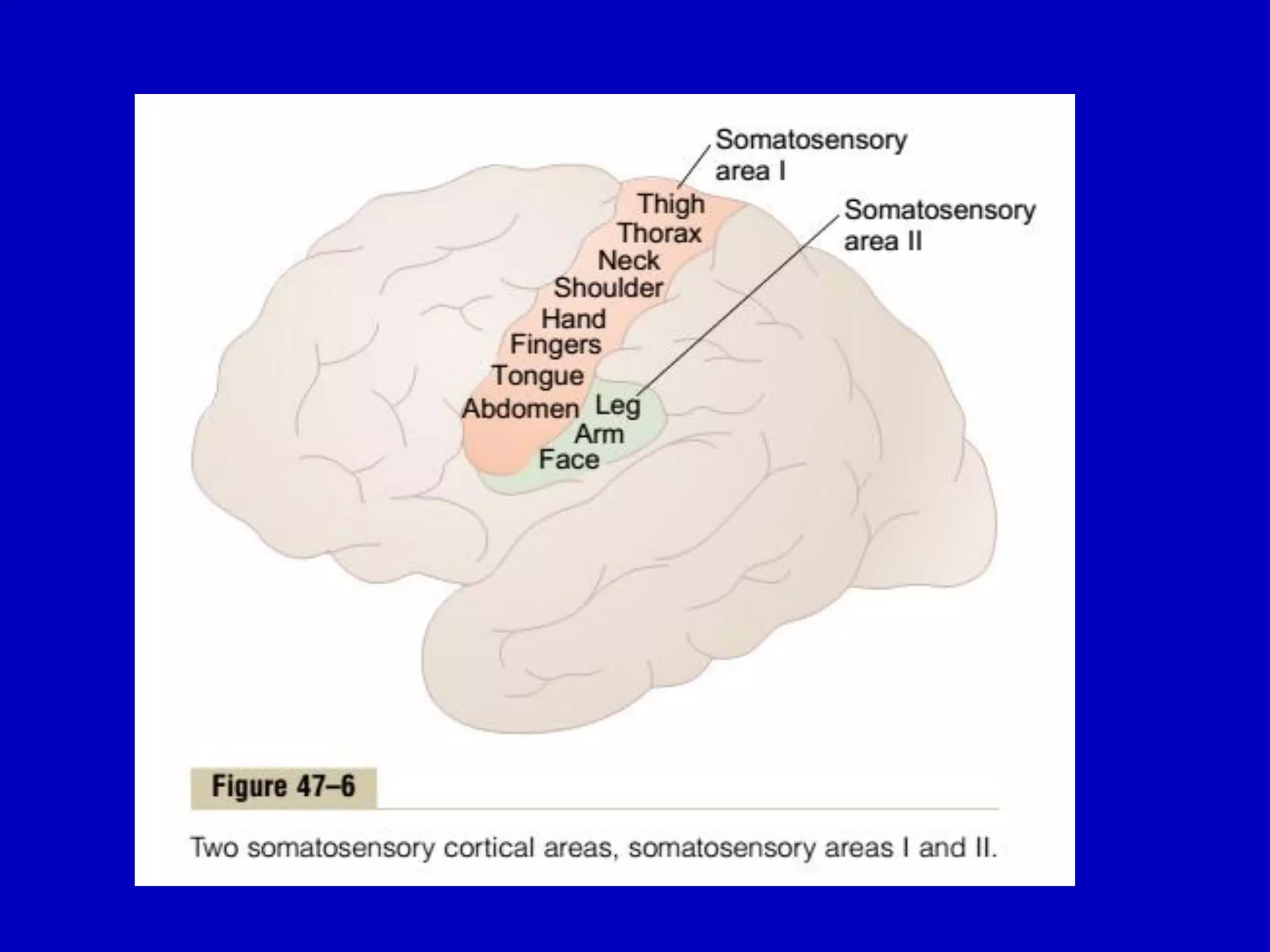 Cerebral cortex 18 april 2016pdf