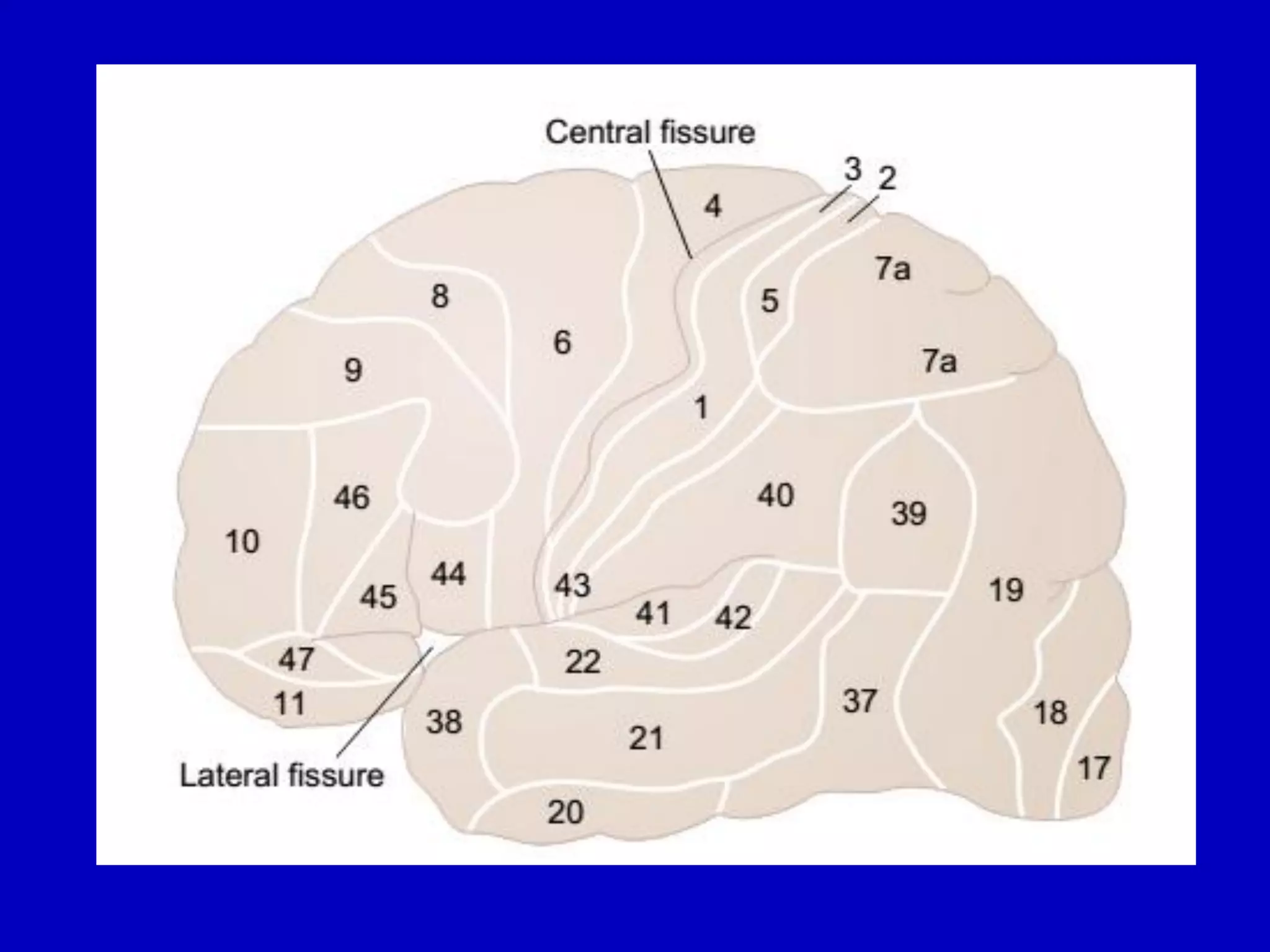 Cerebral cortex 18 april 2016pdf
