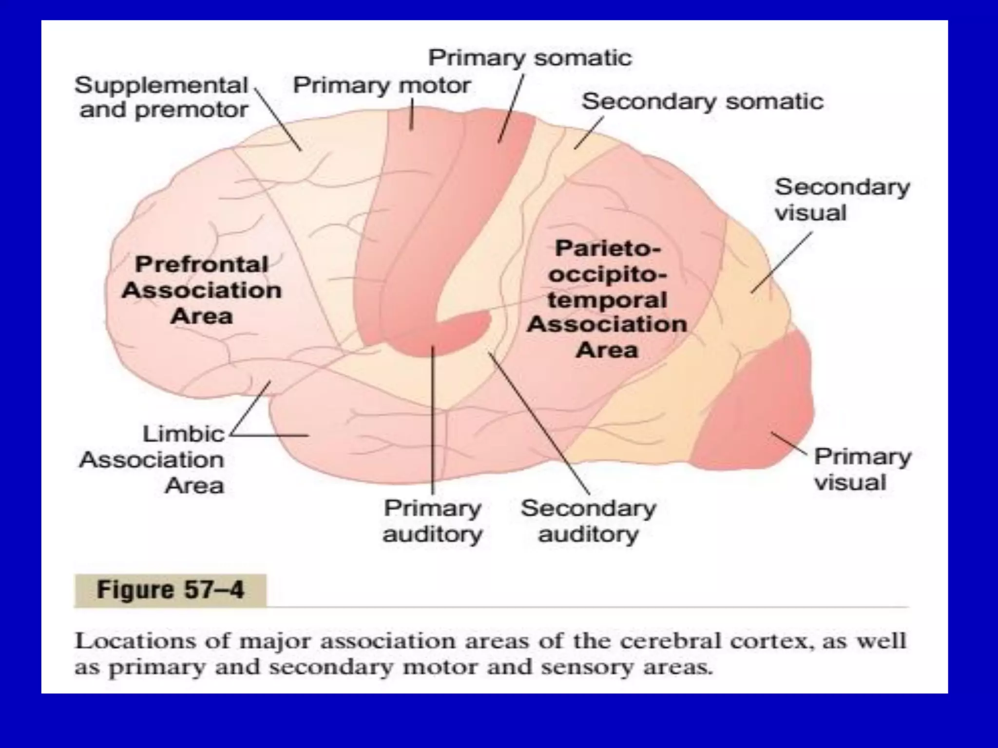 Cerebral cortex 18 april 2016pdf