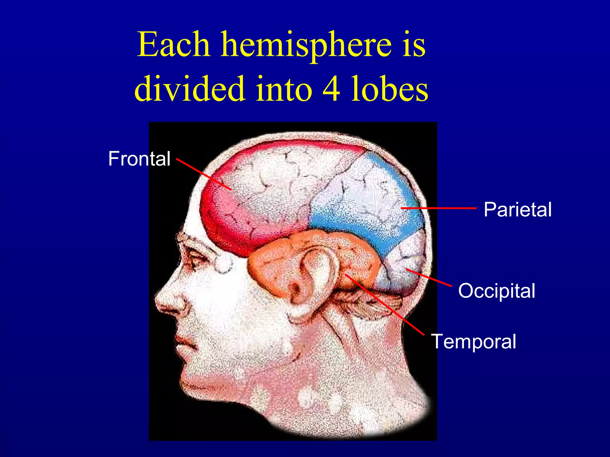 Each hemisphere is
divided into 4 lobes
Frontal
Parietal
Occipital
Temporal
 