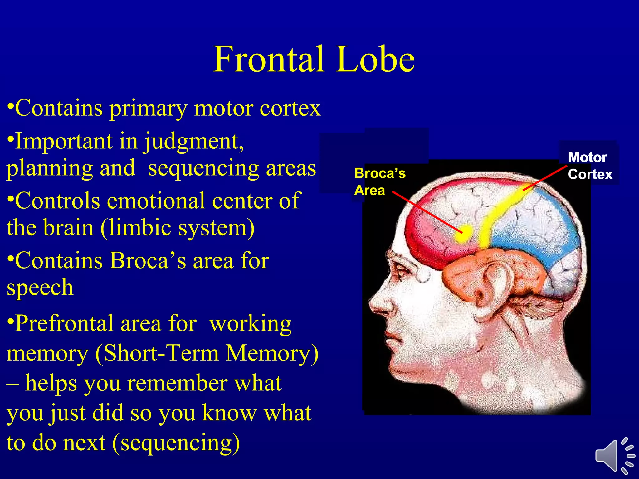 Motor
Cortex
Frontal
Lobe
Frontal Lobe
Motor
Cortex
Motor
CortexBroca’s
Area
•Contains primary motor cortex
•Important in judgment,
planning and sequencing areas
•Controls emotional center of
the brain (limbic system)
•Contains Broca’s area for
speech
•Prefrontal area for working
memory (Short-Term Memory)
– helps you remember what
you just did so you know what
to do next (sequencing)
 