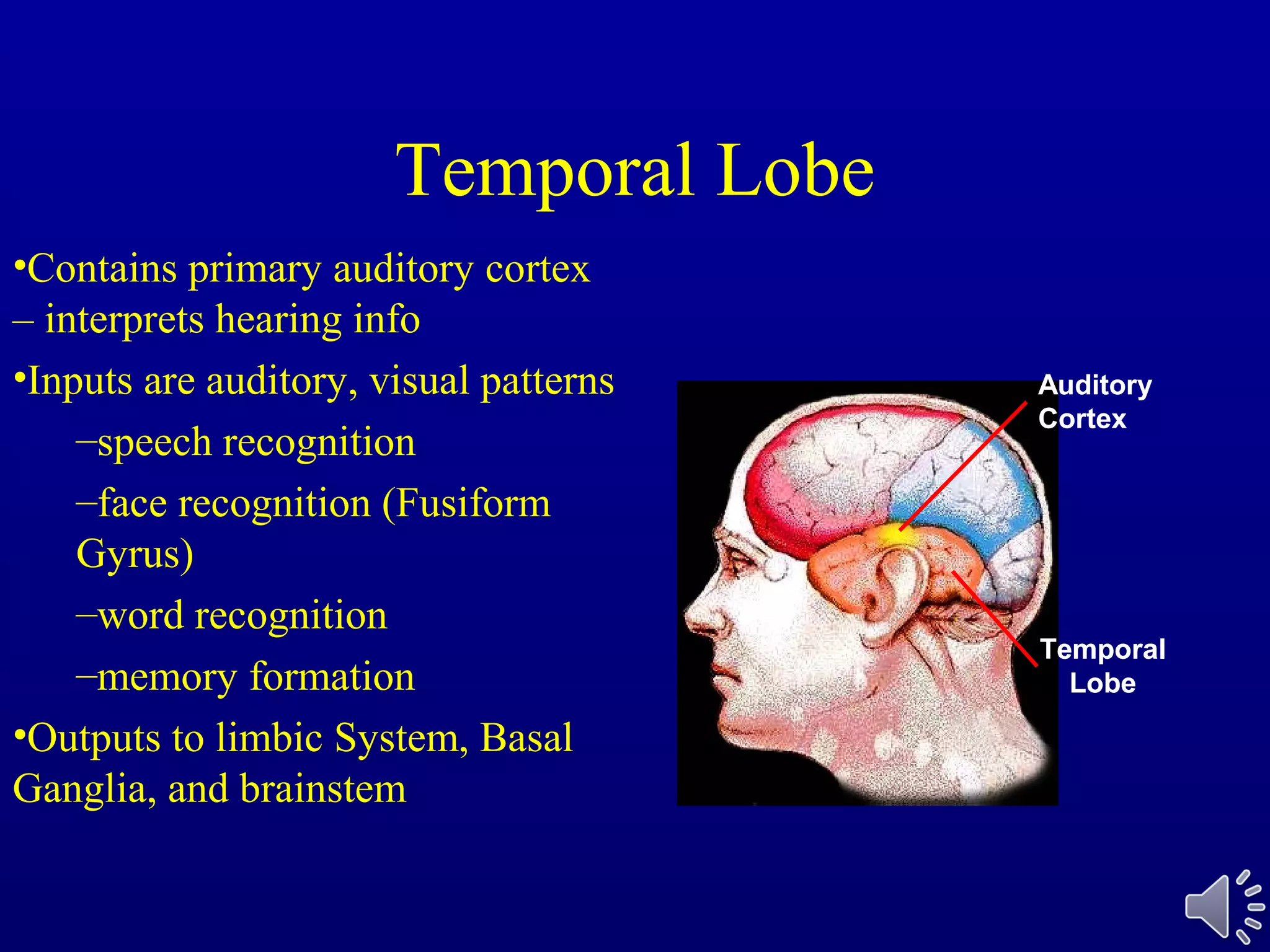 Temporal Lobe
Temporal
Lobe
Temporal
Lobe
Auditory
Cortex
•Contains primary auditory cortex
– interprets hearing info
•Inputs are auditory, visual patterns
–speech recognition
–face recognition (Fusiform
Gyrus)
–word recognition
–memory formation
•Outputs to limbic System, Basal
Ganglia, and brainstem
 