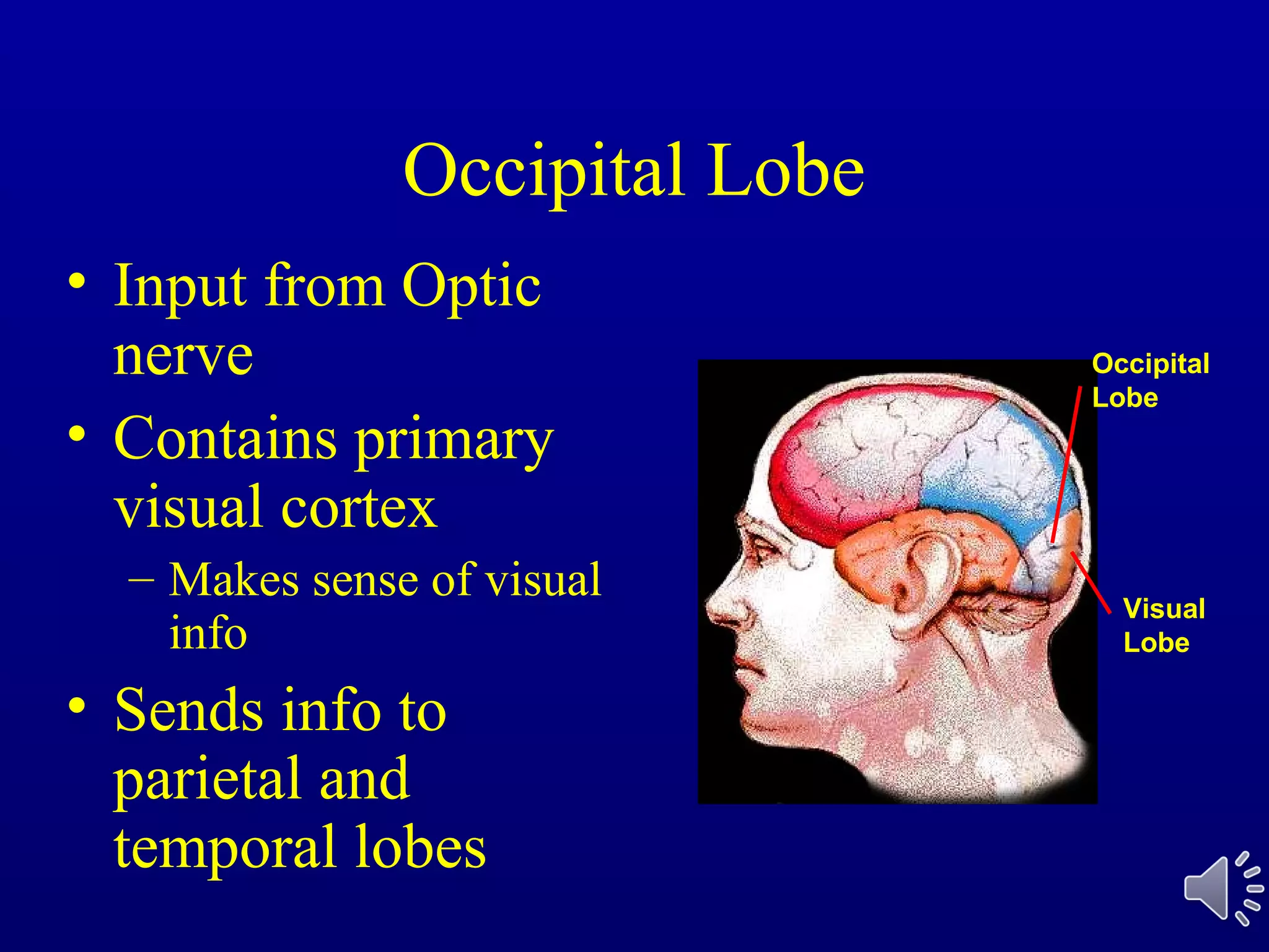 Occipital Lobe
• Input from Optic
nerve
• Contains primary
visual cortex
– Makes sense of visual
info
• Sends info to
parietal and
temporal lobes
Occipital
Lobe
Visual
Lobe
 