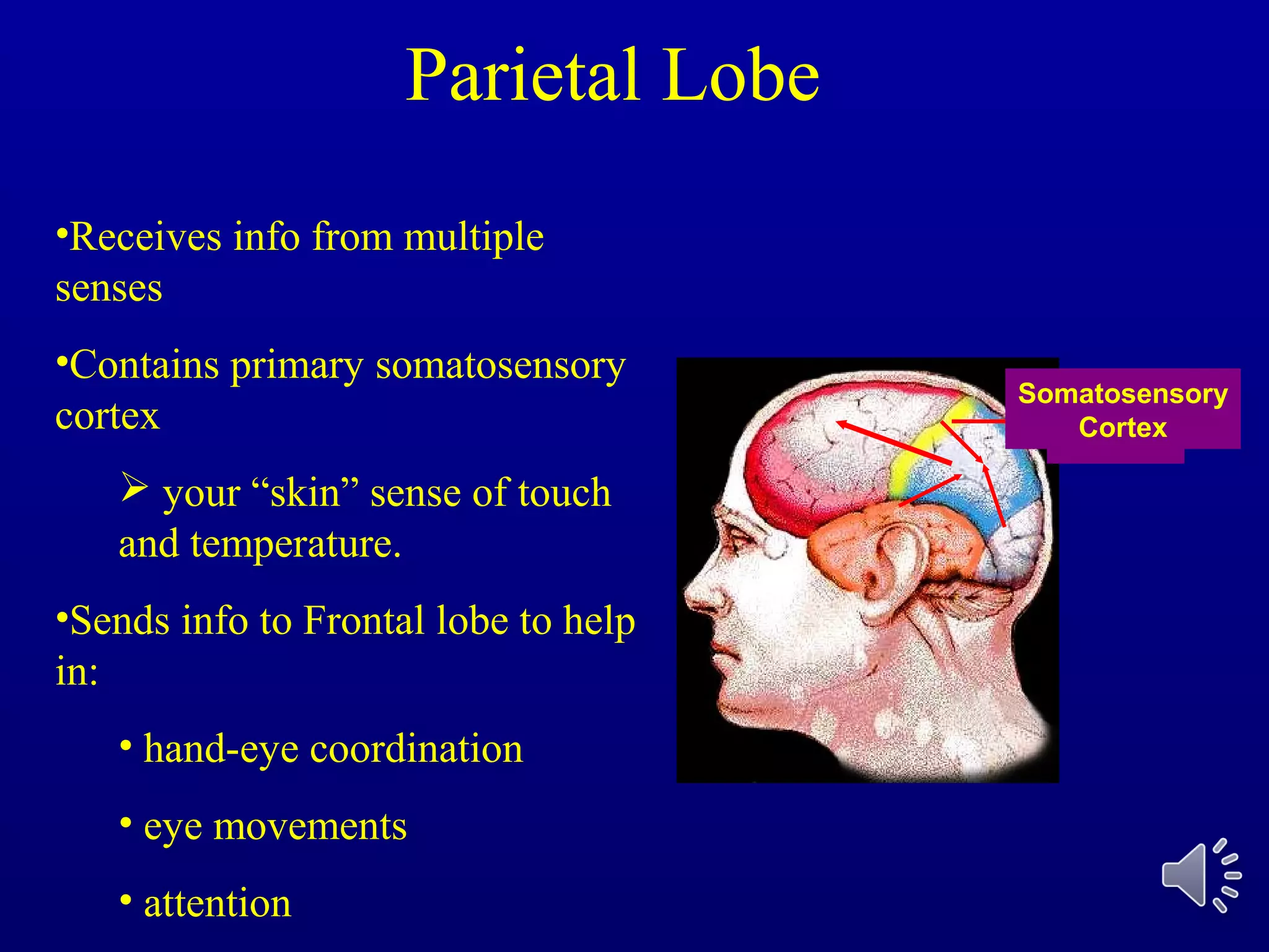 Parietal
Lobe
Somatosensory
Cortex
Parietal Lobe
•Receives info from multiple
senses
•Contains primary somatosensory
cortex
 your “skin” sense of touch
and temperature.
•Sends info to Frontal lobe to help
in:
• hand-eye coordination
• eye movements
• attention
 