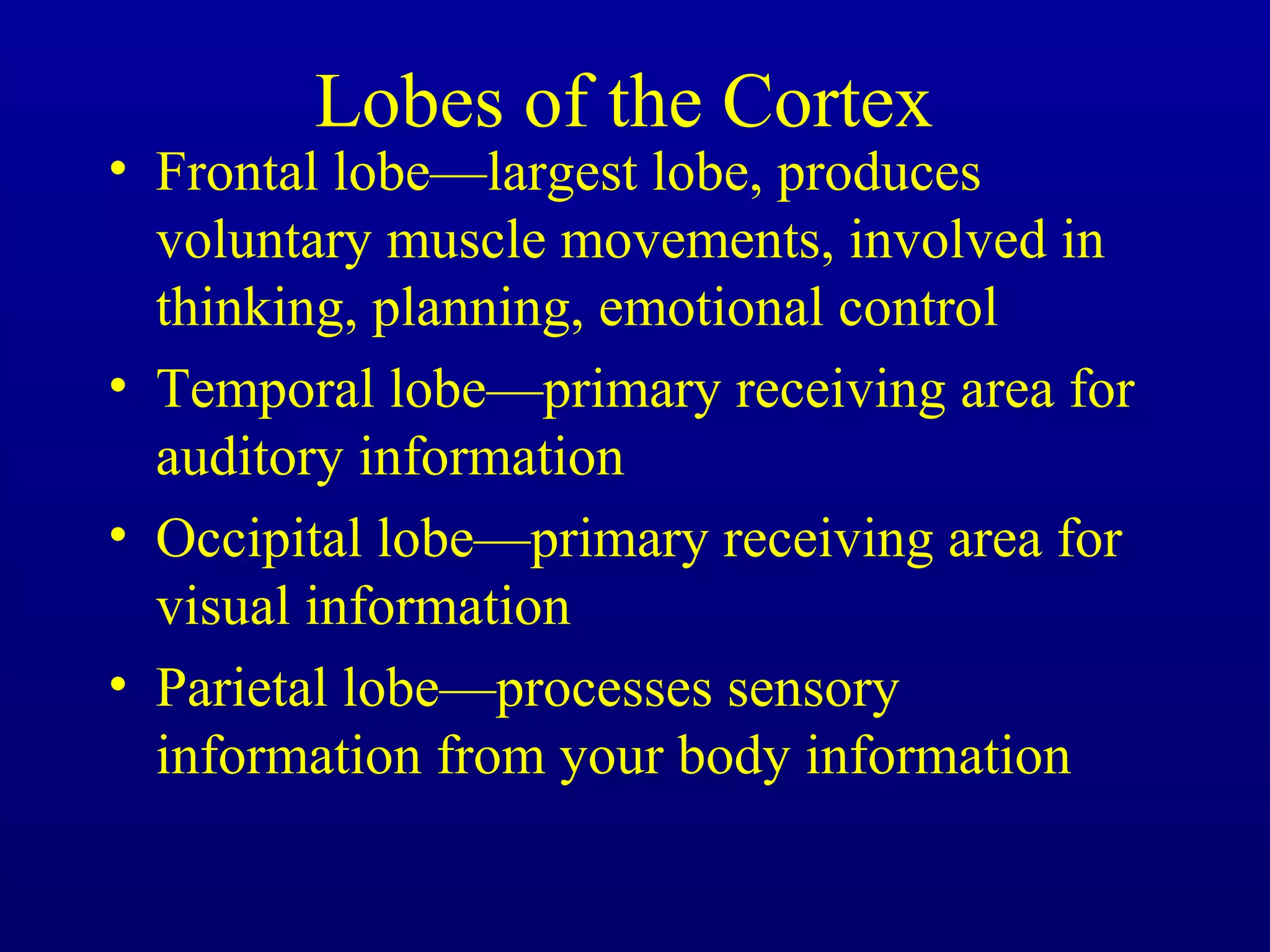 Lobes of the Cortex
• Frontal lobe—largest lobe, produces
voluntary muscle movements, involved in
thinking, planning, emotional control
• Temporal lobe—primary receiving area for
auditory information
• Occipital lobe—primary receiving area for
visual information
• Parietal lobe—processes sensory
information from your body information
 