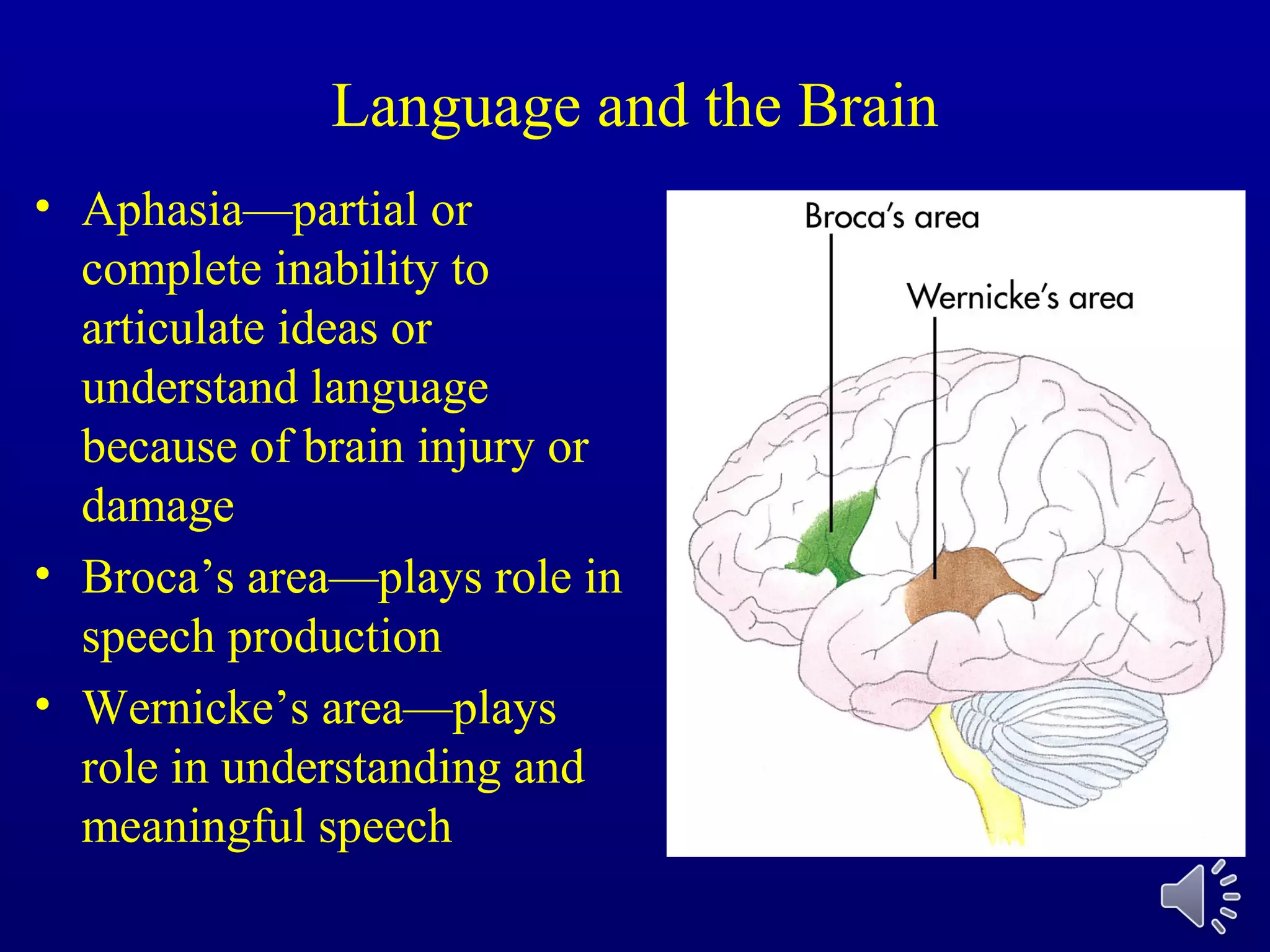Language and the Brain
• Aphasia—partial or
complete inability to
articulate ideas or
understand language
because of brain injury or
damage
• Broca’s area—plays role in
speech production
• Wernicke’s area—plays
role in understanding and
meaningful speech
 