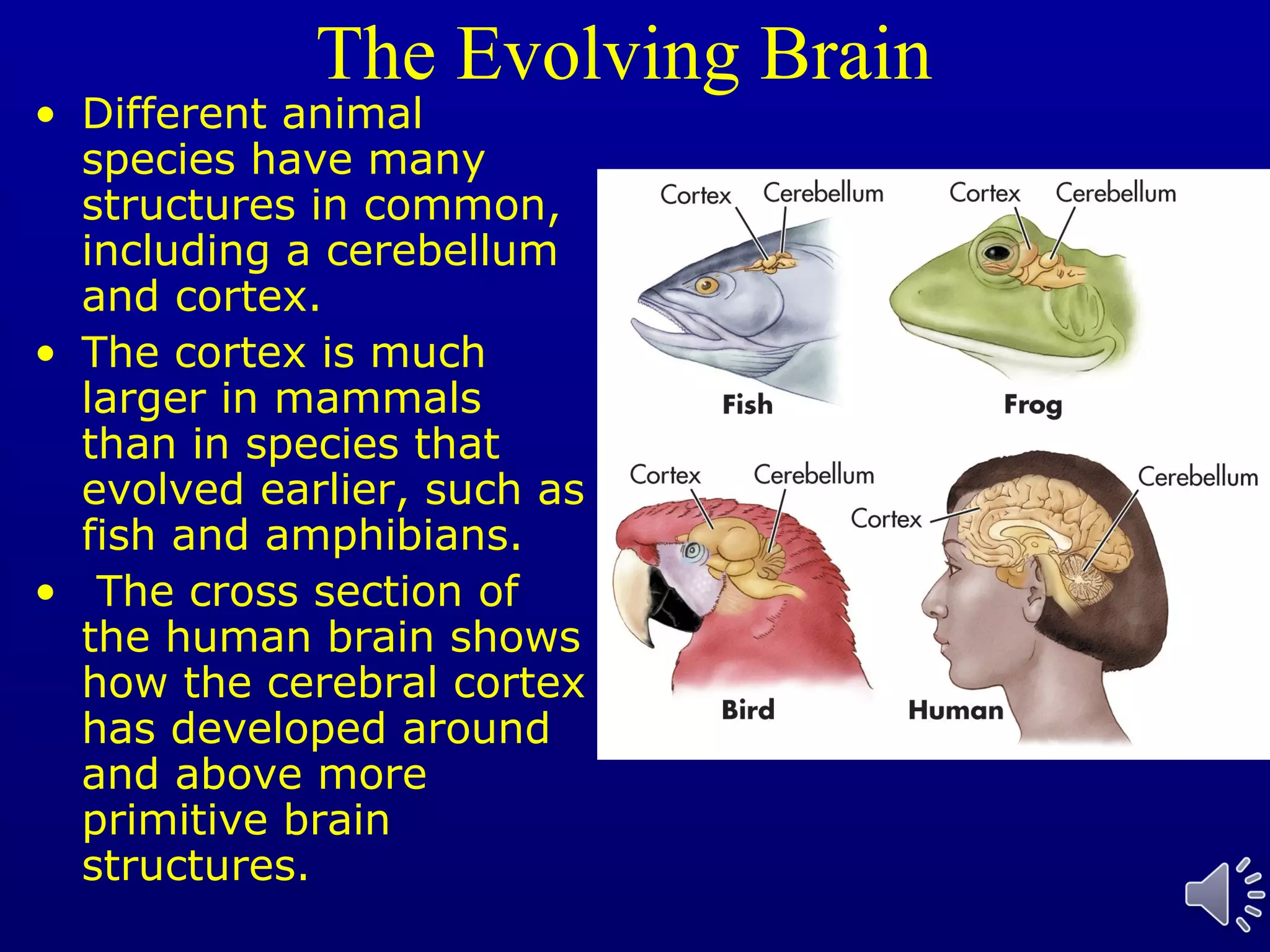 The Evolving Brain
• Different animal
species have many
structures in common,
including a cerebellum
and cortex.
• The cortex is much
larger in mammals
than in species that
evolved earlier, such as
fish and amphibians.
• The cross section of
the human brain shows
how the cerebral cortex
has developed around
and above more
primitive brain
structures.
 