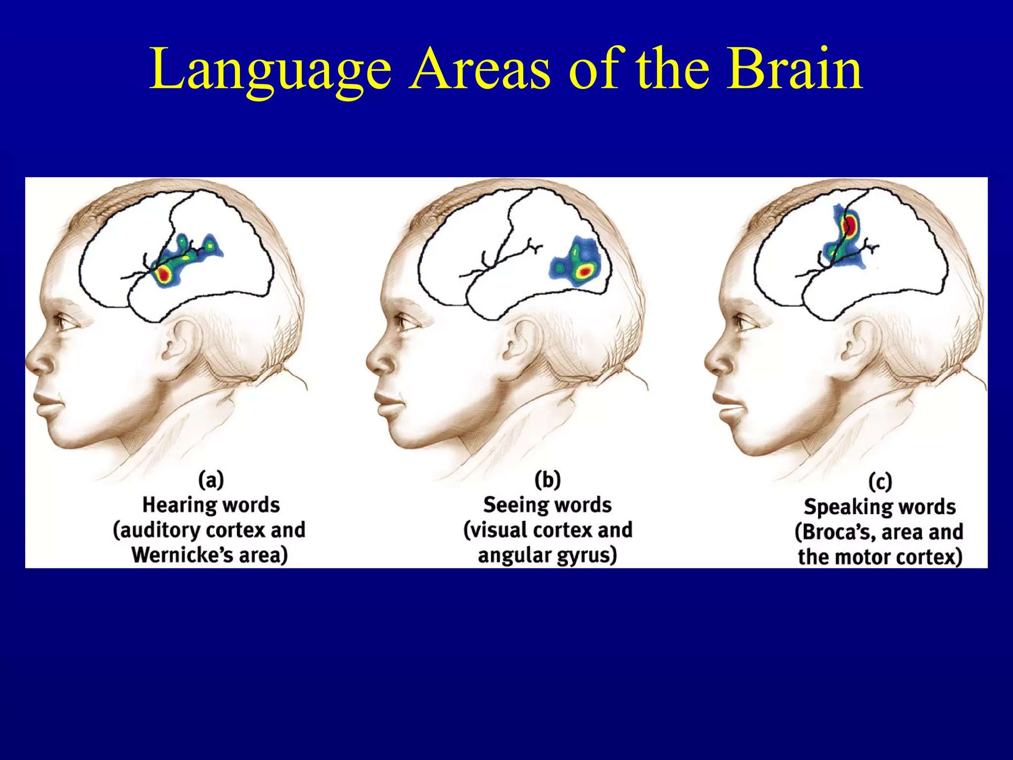 Language Areas of the Brain
 